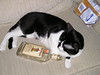 Drunk cat 2 by Mike Burns, on Flickr