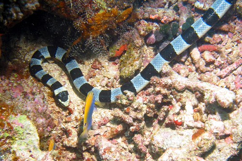 fiji049