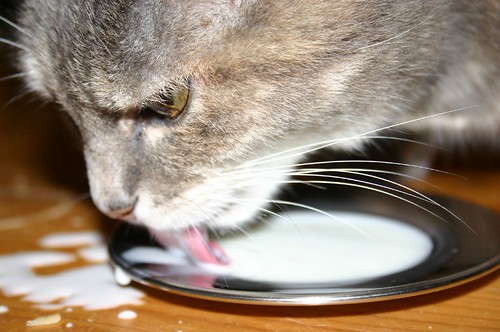 Flickr Milk Katze