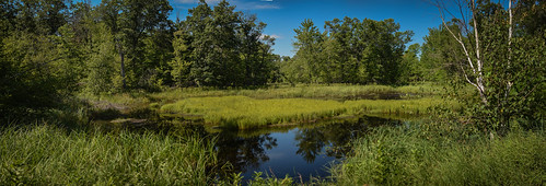 "The Swamp" on South Shore Drive.  A great place to spot wild life unless you happen to be carrying a nice camera.  Then all you get is the swamp. • <a style="font-size:0.8em;" href="http://www.flickr.com/photos/96277117@N00/20063321542/" target="_blank">View on Flickr</a>