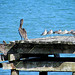 Pelican Punta Gorda Belize  2547