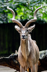 Anglų lietuvių žodynas. Žodis goat antelope reiškia ožkų, antilopių lietuviškai.