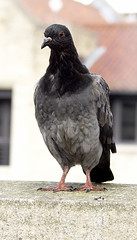 pidgeon • <a style="font-size:0.8em;" href="http://www.flickr.com/photos/87605699@N00/46901305/" target="_blank">View on Flickr</a>