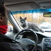 dashboard cat • <a style="font-size:0.8em;" href="http://www.flickr.com/photos/70272381@N00/55102616/" target="_blank">View on Flickr</a>