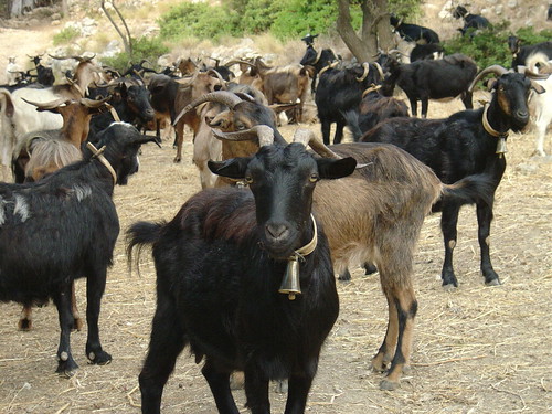 goat herd by Malingering, on Flickr