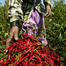 48901-014: Spice Value Chain Development in India by Asian Development Bank
