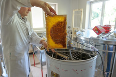 Honigernte des Friendly Honey