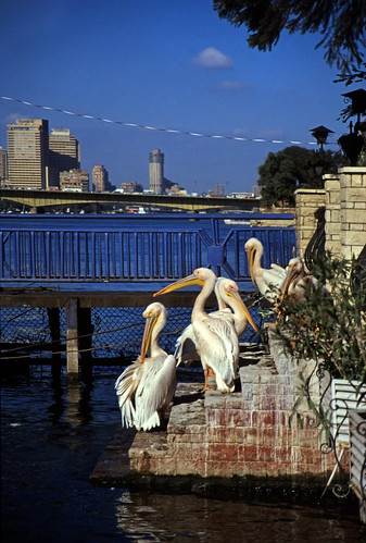 Ägypten 1999 (558 ) Kairo: Rosapelikane am Nil, Roda • <a style="font-size:0.8em;" href="http://www.flickr.com/photos/69570948@N04/31717781872/" target="_blank">Auf Flickr ansehen</a>