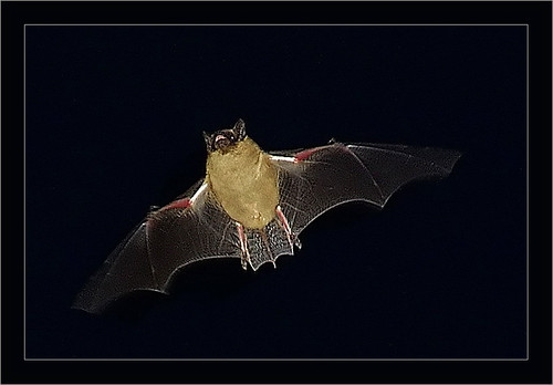 Fledermaus