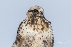Rough Legged Hawk closeup