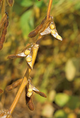 Anglų lietuvių žodynas. Žodis soybean plant reiškia sojų augalų lietuviškai.