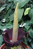 Amorphophallus titanum - Botanischer Garten Berlin • <a style="font-size:0.8em;" href="http://www.flickr.com/photos/25397586@N00/19772591331/" target="_blank">View on Flickr</a>