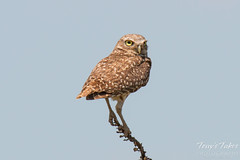 An adult Burrowing Owl keeps close watch