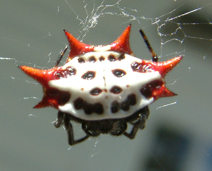 Saw this in my mom's garden. I'm quite sure its from hell. : r/pics