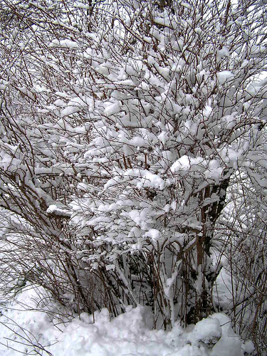 snow