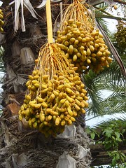 Dates on date palm.