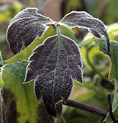 Frosty Leaf.jpg • <a style="font-size:0.8em;" href="http://www.flickr.com/photos/87605699@N00/65188945/" target="_blank">View on Flickr</a>