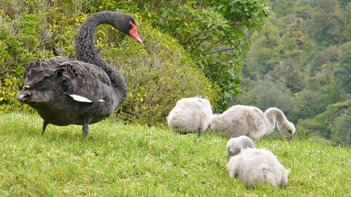 Black Swan Family,Route 38.Eastland.Nth Isl.NZ