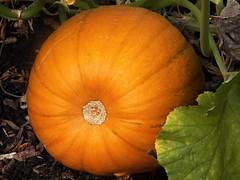 the Amazing August pumpkin