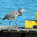Blue Heron Punta Gorda Belize  2550