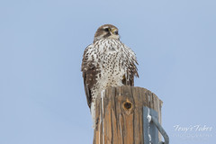 Posing Prairie Falcon