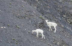 Anglų lietuvių žodynas. Žodis dall sheep reiškia dall avių lietuviškai.
