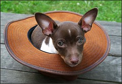 rat ears flickr terriers down