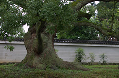 Big tree in Gion Kyoto