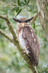 Barred Eagle-owl