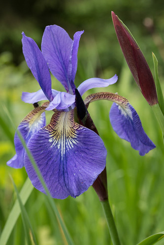 Iris • <a style="font-size:0.8em;" href="http://www.flickr.com/photos/95697696@N00/19012984505/" target="_blank">View on Flickr</a>