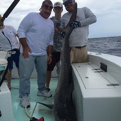 7' Tiger Shark comes aboard for a quick picture. Then released to fight again !!!!