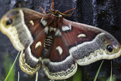 Anglų lietuvių žodynas. Žodis cecropia moth reiškia cecropia drugelis lietuviškai.