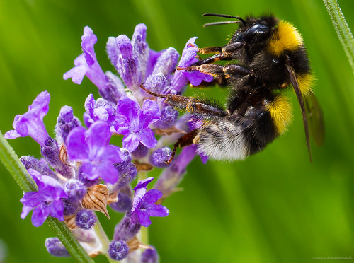 Bumble bee - Hummel by www.MiPHO.de - Michael Schwarz Photography, on Flickr