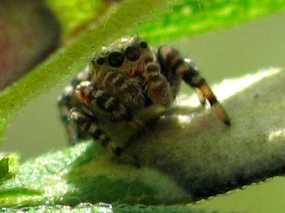 Jumping spider close-up - Pelegrina sp.