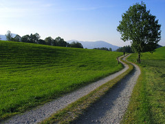 Bayern Field Track Landscape Tree