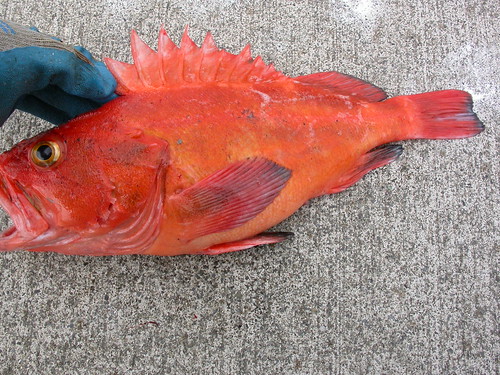 YellowEye Rockfish