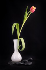Vase with tulip and black pebbles
