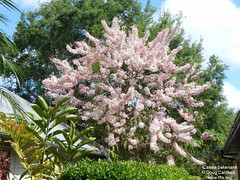 Cassia bakeriana tree