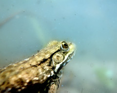 New-Light-Under-the-Surface-2015-Reid-15-Swimming-with-a-Leopard-Frog-16x20