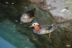 2. Mandarin ducks / утки мандаринки