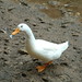 Small duck in Fodele