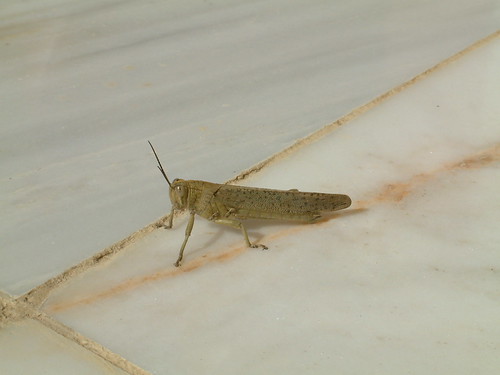 Grasshopper on our porch