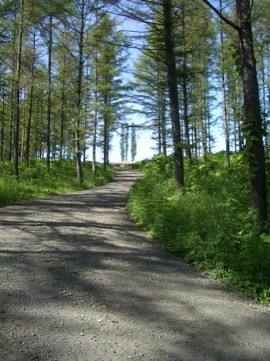 森の小径 / Forest road