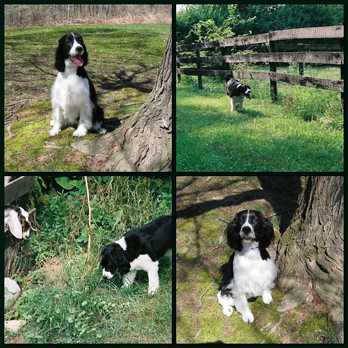 springer spaniel pulling on lead