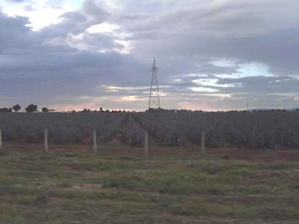 Agave Field
