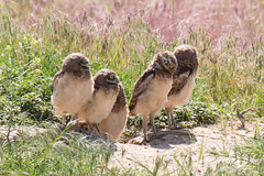Some of the young owlets