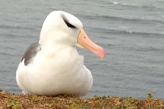 DSC_9423Wenkbrauwalbatros : Albatros a sourcils noirs : Diomedea melanophris : Schwarzbrauen-Albatros : Black-browed Albatross