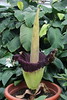 Amorphophallus titanum - Botanischer Garten Berlin • <a style="font-size:0.8em;" href="http://www.flickr.com/photos/25397586@N00/19741697446/" target="_blank">View on Flickr</a>