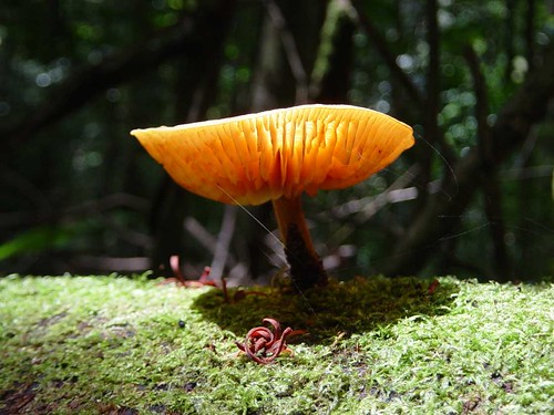 glowing fungus, Ratapihipihi Reserve