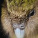 Precious: Threatened New Zealand Species
